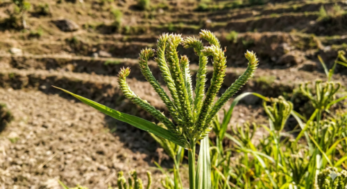 Green plant with spiky flower heads